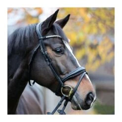 Bridon Avec Muserolle Anglaise Kavalkade Juliana KavalSH5