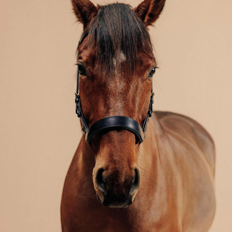 Filet Sans Mors équitation Cheval Et Poney - Noir – Image 4