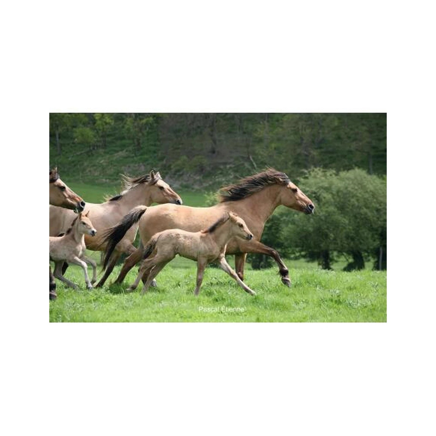 Le Henson - Cheval De La Baie De Somme – Image 5