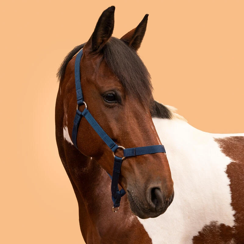 Licol équitation Cheval Et Poney - Schooling Marine – Image 2