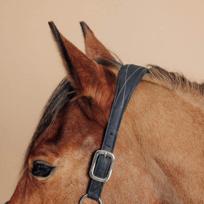 Licol équitation Cuir Synthétique Cheval Et Poney - 500 Noir – Image 5