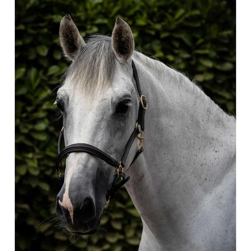 Licol Pour Cheval Rembourré Cuir Premier Equine