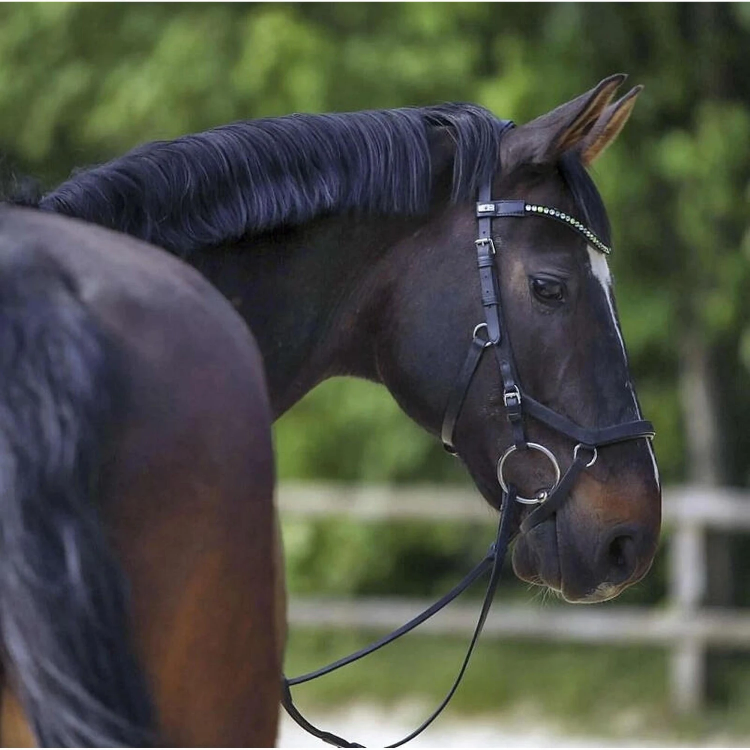 Mors 2 Anneaux Pour Cheval Sprenger Novocontact – Image 4